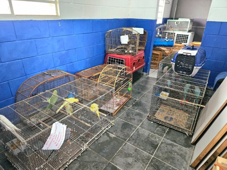 Guarda Ambiental de Itaquaquecetuba resgata 49 aves durante a Operação Pássaro Livre.